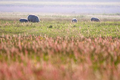 BUITEN BEELD Foto: 95791