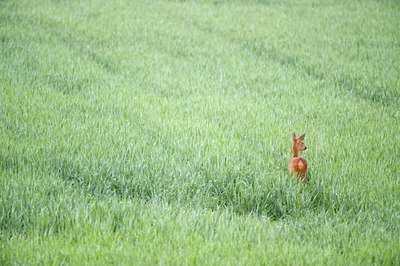 BUITEN BEELD Foto: 95817