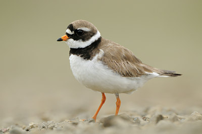 BUITEN BEELD Foto: 95826