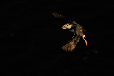 BUITEN BEELD Foto: 95831