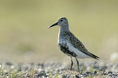 BUITEN BEELD Foto: 95841