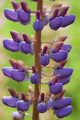 BUITEN BEELD Foto: 95853