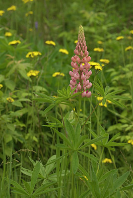 BUITEN BEELD Foto: 95854