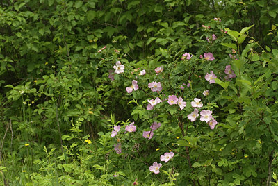 BUITEN BEELD Foto: 95857