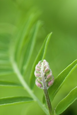 BUITEN BEELD Foto: 95861