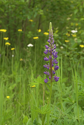 BUITEN BEELD Foto: 95865
