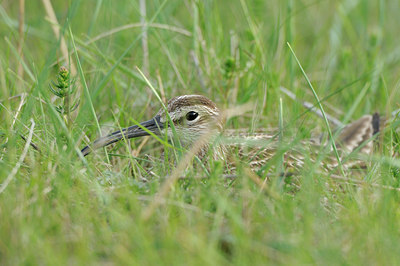 BUITEN BEELD Foto: 95868