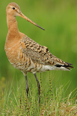 BUITEN BEELD Foto: 95873