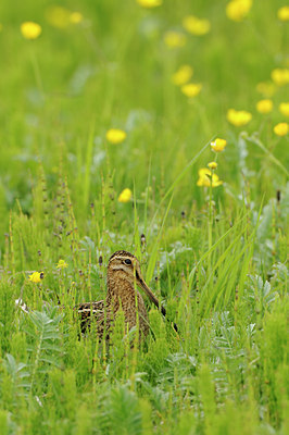 BUITEN BEELD Foto: 95879
