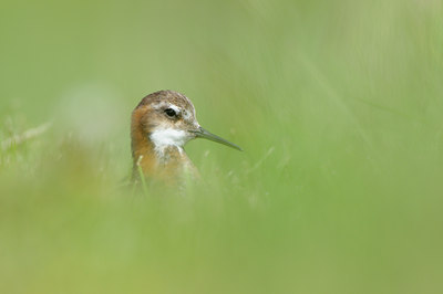 BUITEN BEELD Foto: 95880
