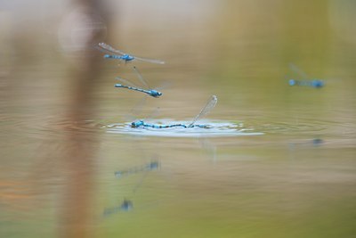 BUITEN BEELD Foto: 95915