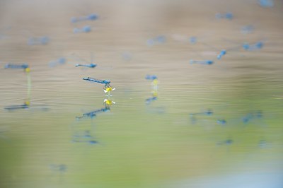 BUITEN BEELD Foto: 95917