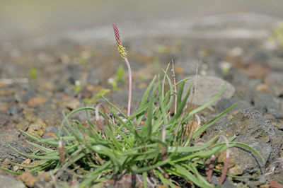 BUITEN BEELD Foto: 95931