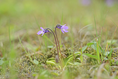 BUITEN BEELD Foto: 95933