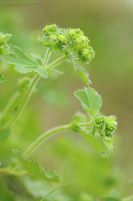 BUITEN BEELD Foto: 95934