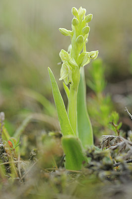 BUITEN BEELD Foto: 95951