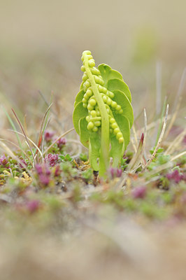 BUITEN BEELD Foto: 95961