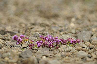 BUITEN BEELD Foto: 95965
