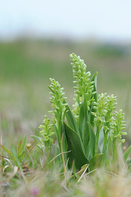 BUITEN BEELD Foto: 95970