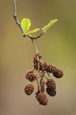 BUITEN BEELD Foto: 95983