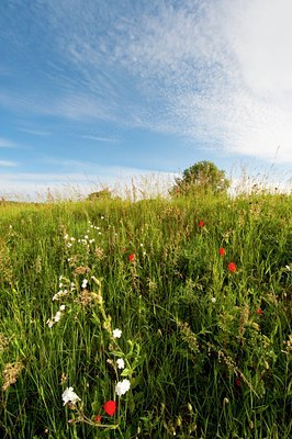 BUITEN BEELD Foto: 95994