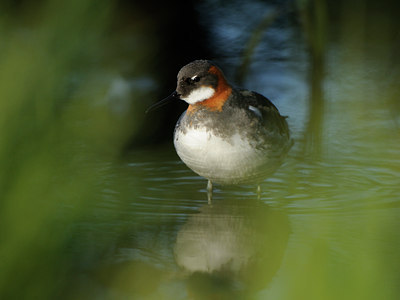 BUITEN BEELD Foto: 95996