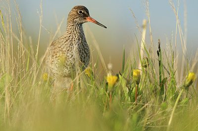 BUITEN BEELD Foto: 96000