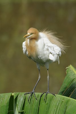 BUITEN BEELD Foto: 96001