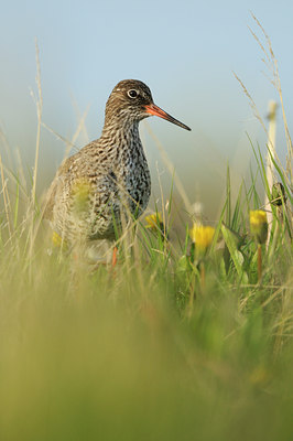 BUITEN BEELD Foto: 96002