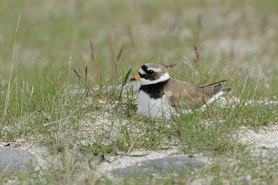 BUITEN BEELD Foto: 96012
