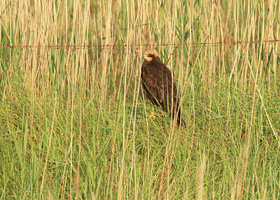 BUITEN BEELD Foto: 96033