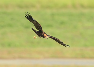 BUITEN BEELD Foto: 96034