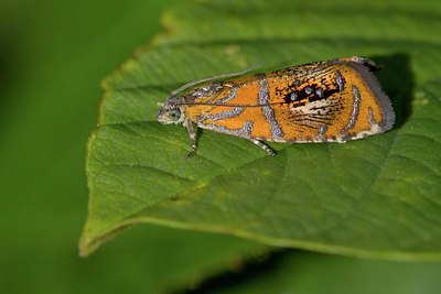 BUITEN BEELD Foto: 96041