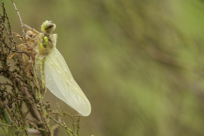 BUITEN BEELD Foto: 96042