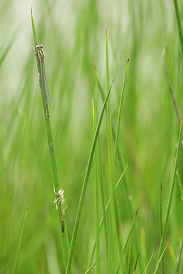 BUITEN BEELD Foto: 96045