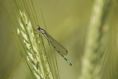 BUITEN BEELD Foto: 96051