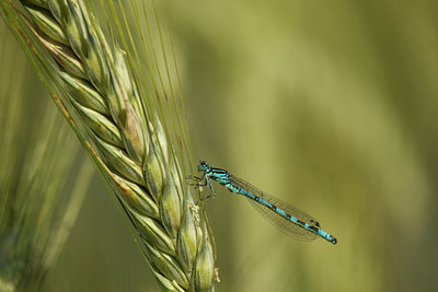 BUITEN BEELD Foto: 96055