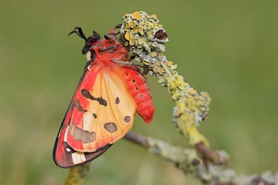 BUITEN BEELD Foto: 96089