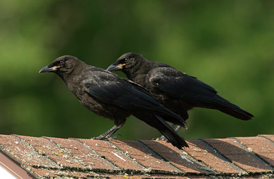 BUITEN BEELD Foto: 96115
