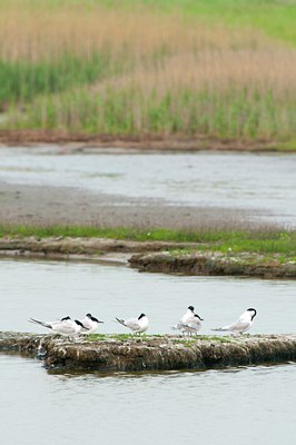 BUITEN BEELD Foto: 96162