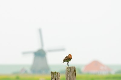 BUITEN BEELD Foto: 96164