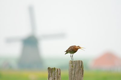 BUITEN BEELD Foto: 96165