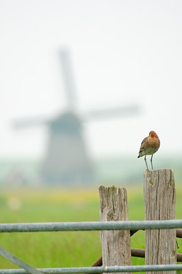 BUITEN BEELD Foto: 96168