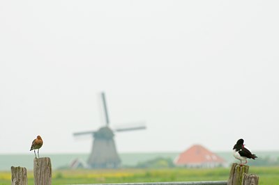 BUITEN BEELD Foto: 96170