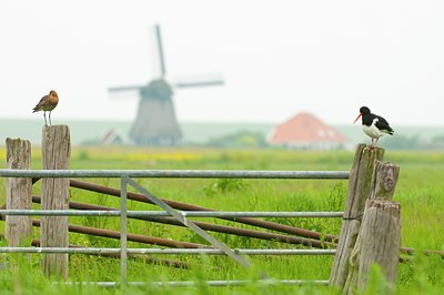 BUITEN BEELD Foto: 96173