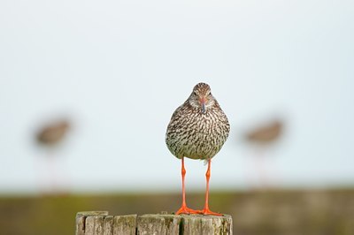 BUITEN BEELD Foto: 96176