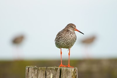 BUITEN BEELD Foto: 96178