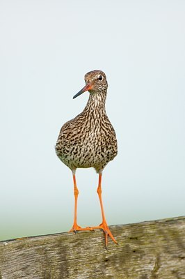 BUITEN BEELD Foto: 96179