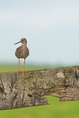 BUITEN BEELD Foto: 96182