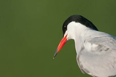 BUITEN BEELD Foto: 96186